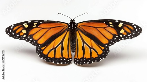 closeup portrait of monarch butterfly on white background danaus plexippus photo