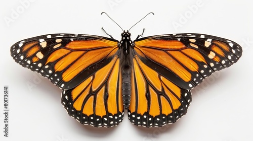 closeup portrait of monarch butterfly on white background danaus plexippus photo