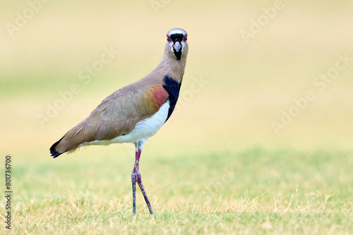 Southern Lapwing, (Vanellus chilensis), posing in the grass in the Rio Grande Valley, Texas. photo