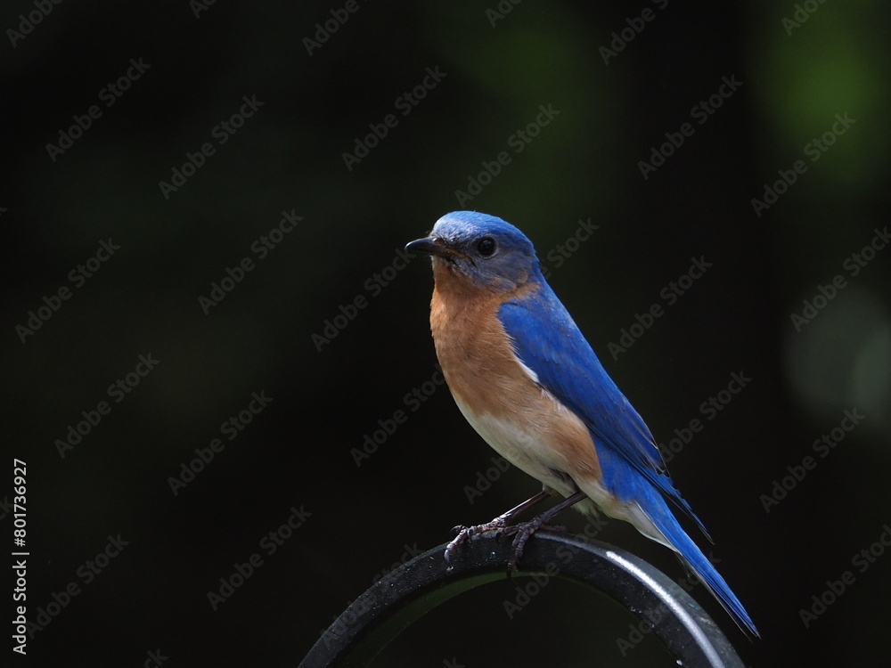 beautiful male eastern bluebird (Sialia sialis) perched on pole beautiful male eastern bluebird (Sialia sialis) perched on pole