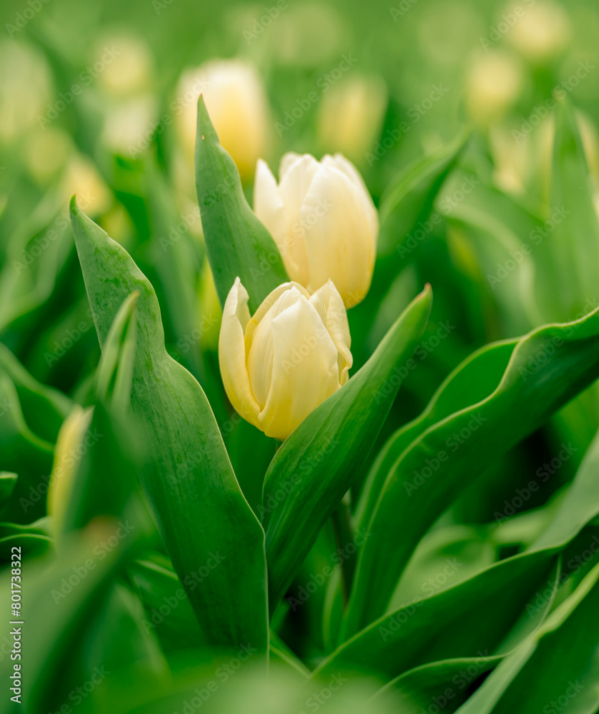 Fototapeta premium Spring blossom，Nature background or Flower texture