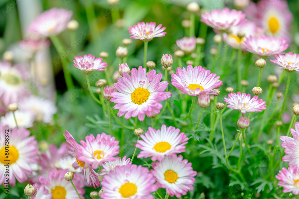 Fototapeta premium Spring blossom，Nature background or Flower texture