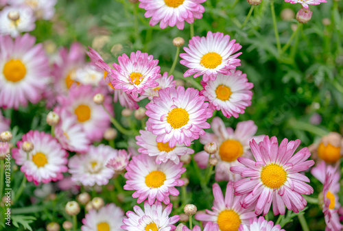 Spring blossom，Nature background or Flower texture