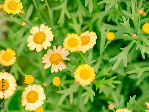 Spring blossom，Nature background or Flower texture