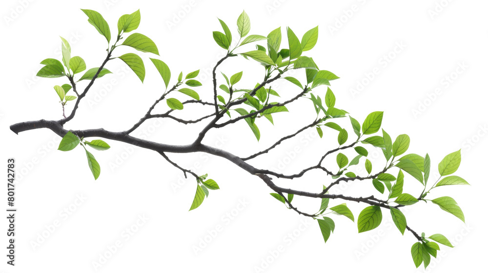 Tree branch with green leaf 