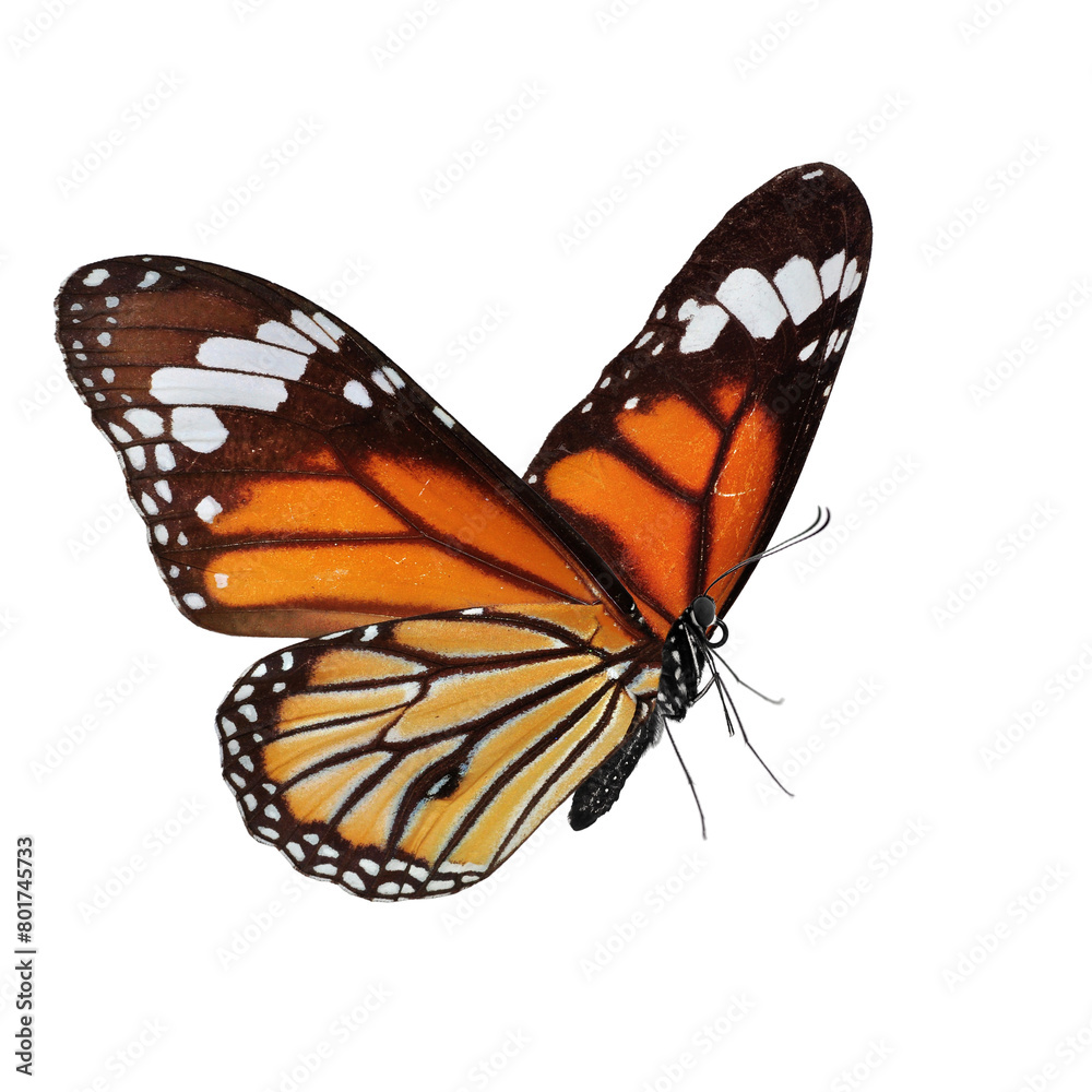 Fototapeta premium monarch butterfly isolated on white