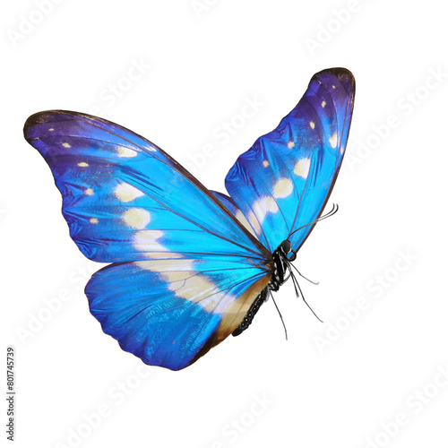 blue butterfly isolated on white