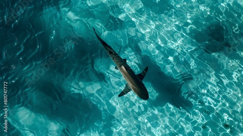 Ocean Majesty: Aerial Photography of a Shark Freely Swimming in Clear Waters