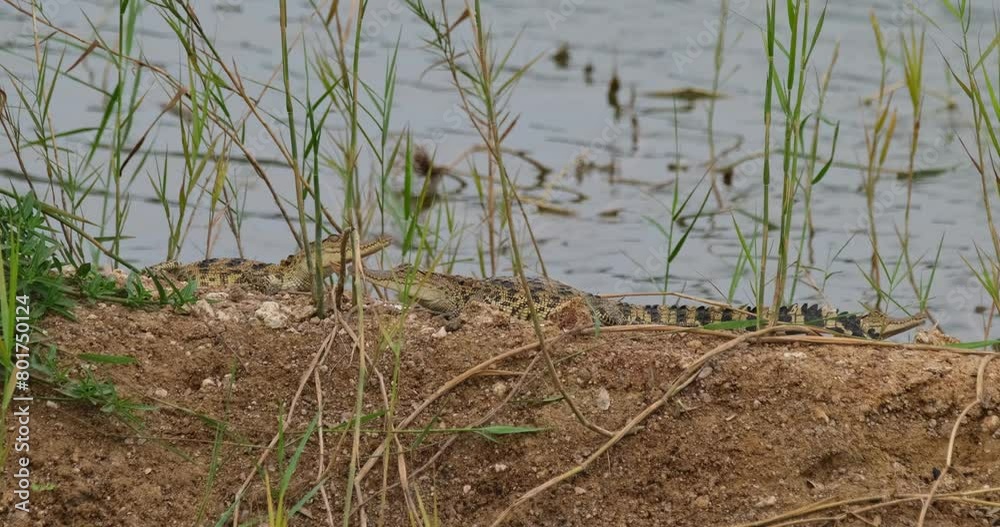 The camera zooms in to reveal three crocodiles resting during the afternoon at a swamp, Siamese crocodile Crocodylus siamensis, Thailand The camera zooms in to reveal three crocodiles resting during the afternoon at a swamp, Siamese crocodile Crocodylus siamensis, Thailand