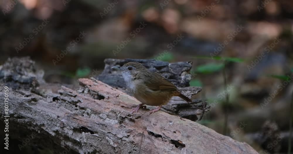 Camera zooms out while looking around perched on a log, Abbott's Babbler Malacocincla abbotti, Thailand Camera zooms out while looking around perched on a log, Abbott's Babbler Malacocincla abbotti, Thailand