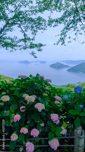 ピンクと青の紫陽花が彩る湖畔の美しい景色