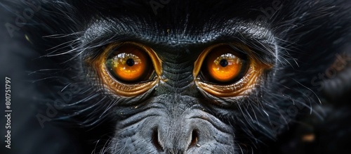 Close-up of a curious monkey's face, showcasing vivid orange eyes and detailed facial features in sharp focus photo