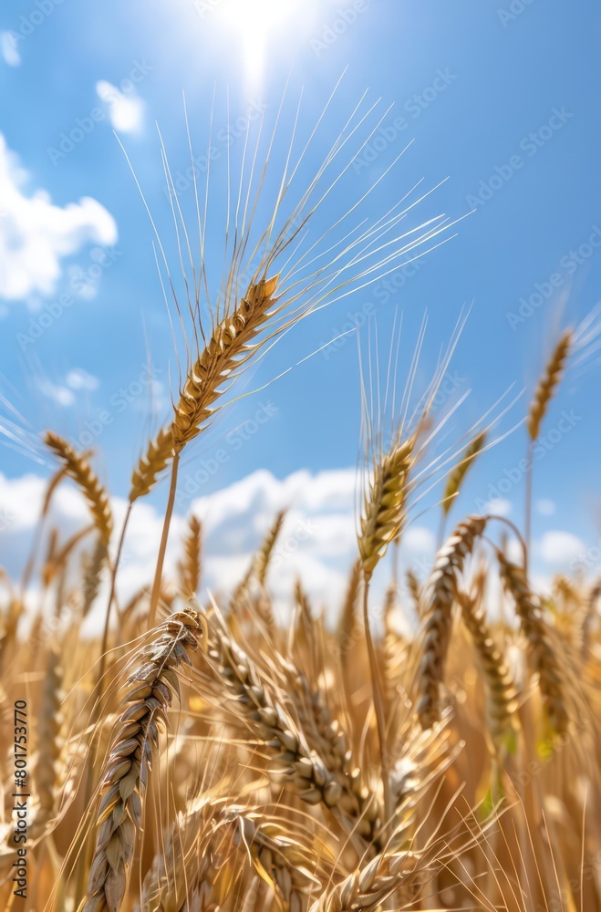 yellow barley, wheat in the countryside with blue sky yellow barley, wheat in the countryside with blue sky