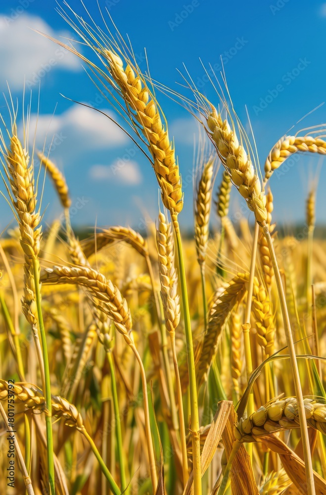 yellow barley, wheat in the countryside with blue sky yellow barley, wheat in the countryside with blue sky