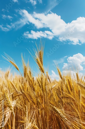 yellow barley  wheat in the countryside with blue sky