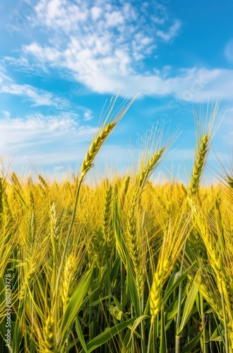 yellow barley  wheat in the countryside with blue sky