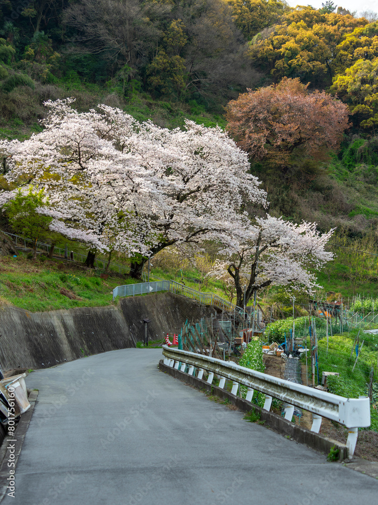 Fototapeta premium 高尾山に咲く桜の花