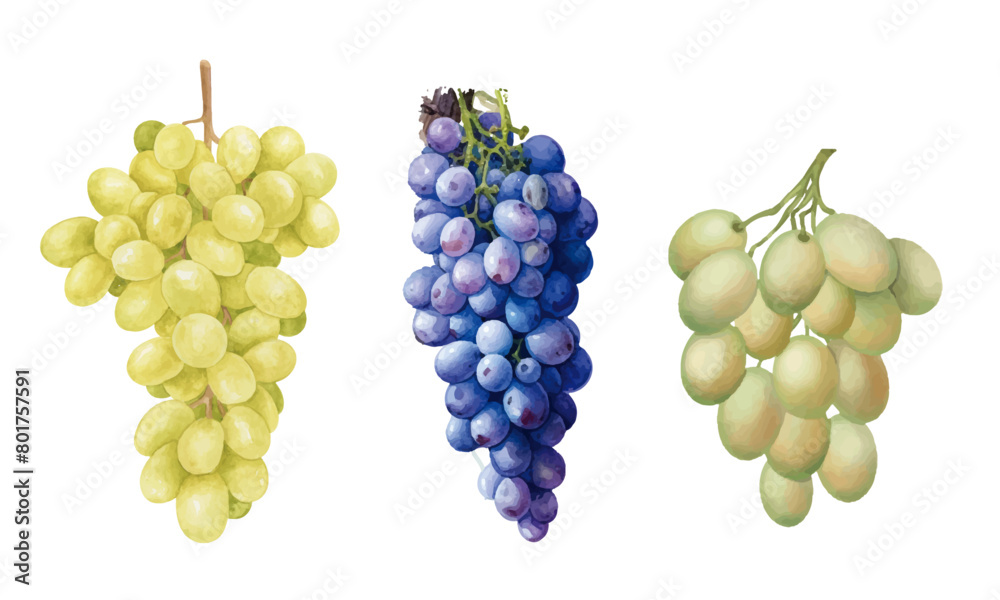 Collection de raisins dessinés à la main aquarelle Clipart vin Collection de raisins dessinés à la main aquarelle Clipart vin