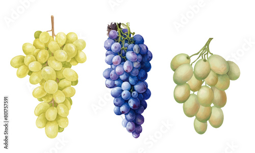 Collection de raisins dessinés à la main aquarelle Clipart vin 