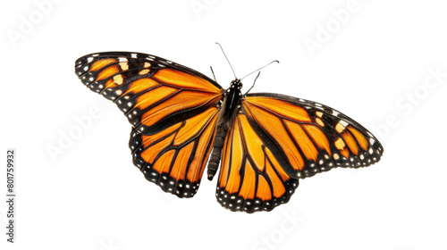 monarch butterfly © PNG Kingdom 