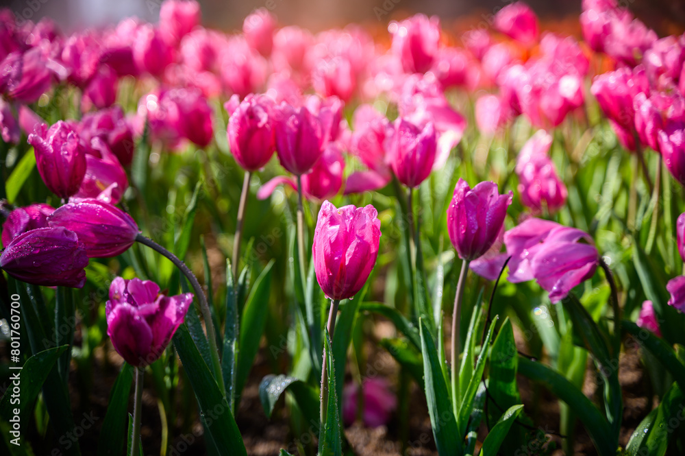 colorful purple tulip flowers in the garden