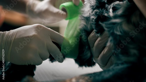 close-up in a veterinary clinic doctor wraps a dog's paw with a green bandage photo