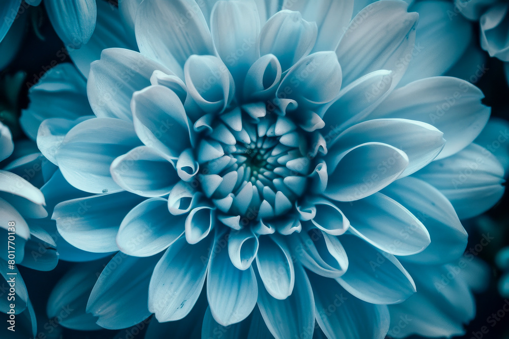 A close up of a blue flower with a white center