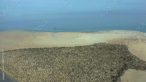 Isla Corazon sand island covered in brown pelicans in Magdalena Bay Mexico, aerial photo