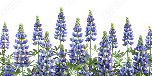 Photo of beautiful Lupine flower isolated on white background,A painting of blue lupines in a field 