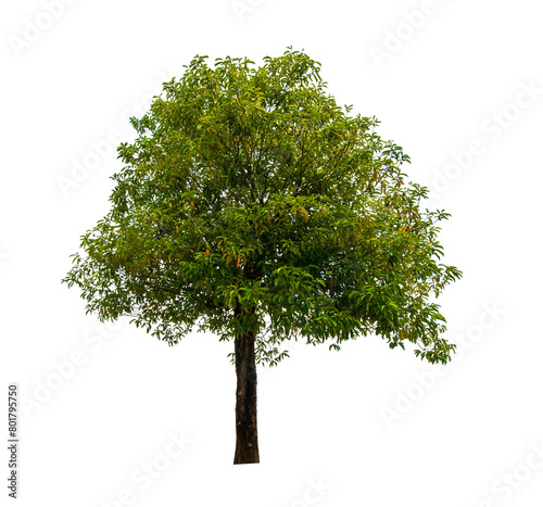single tree isolated on white background with clipping path