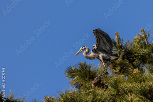 flying great blue heron with blue sky  #801795963