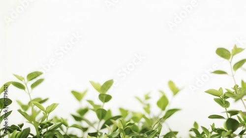 plants at the bottom sides in the foreground with a pure white background