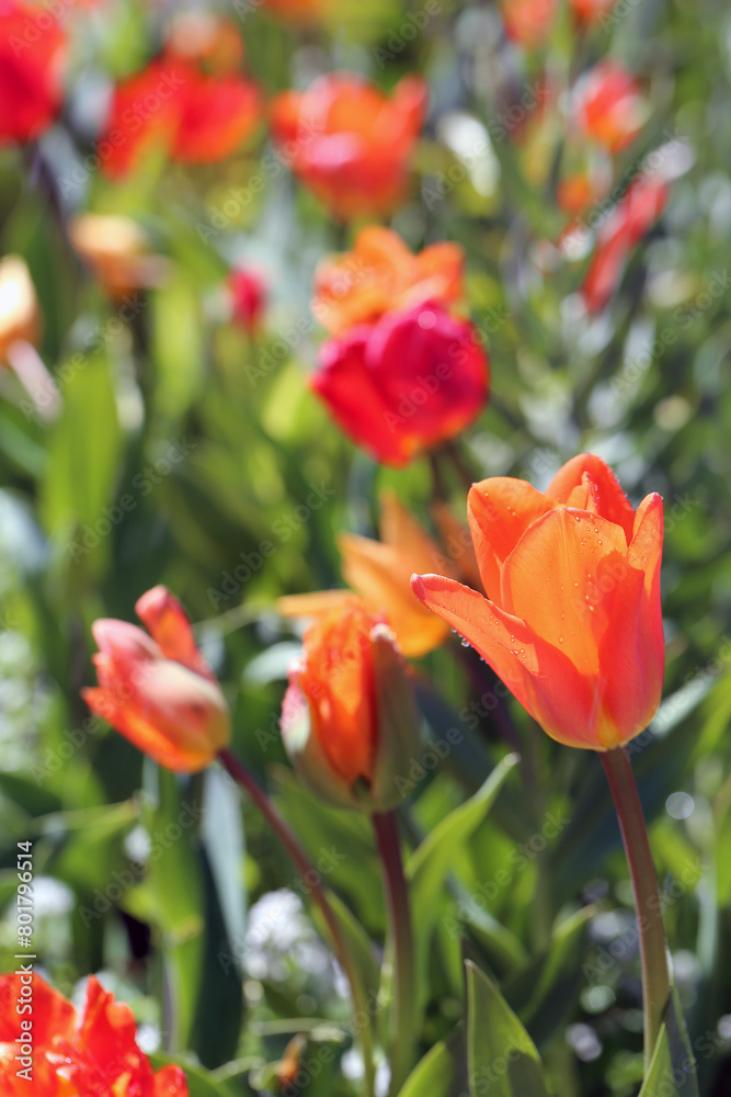 Red tulips after the rain. Beautiful tulip flowers photographed in the Botanical Garden of Gothenburg, Sweden (SVE: Botaniska Trädgården Göteborg). Closeup nature color image. Green background.