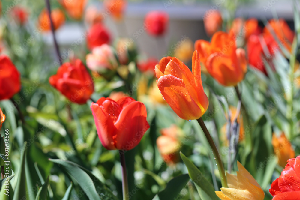 Fototapeta premium Red tulips after the rain. Beautiful tulip flowers photographed in the Botanical Garden of Gothenburg, Sweden (SVE: Botaniska Trädgården Göteborg). Closeup nature color image. Green background.