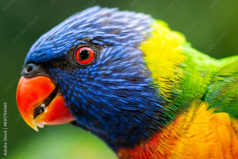 The rainbow lorikeet is a species of parrot found in Australia. It is ...