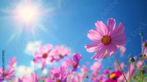 Vibrant cosmos flowers, deep blue sky background, nature photography magazine cover, bright sunlight, central focus © Pornsurang