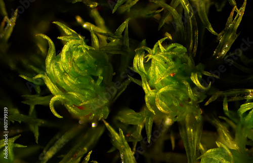 Twisted leaves of the moss Ulota crispa in Connecticut. photo