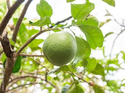 Lime tree bearing fresh fruits amidst lush green leaves and branches, showcasing nature's bounty of citrus goodness