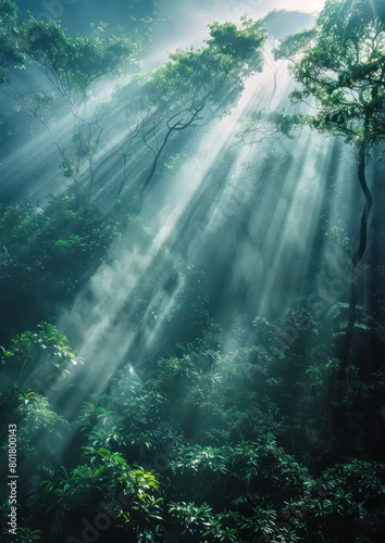 sun rays through the forest  nature   light beams