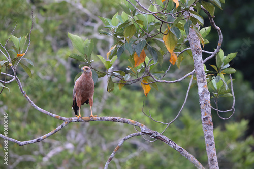 Savanna hawk (Buteogallus meridionalis) is a large raptor found in open savanna and swamp edges. It was formerly placed in the genus Heterospizias. photo
