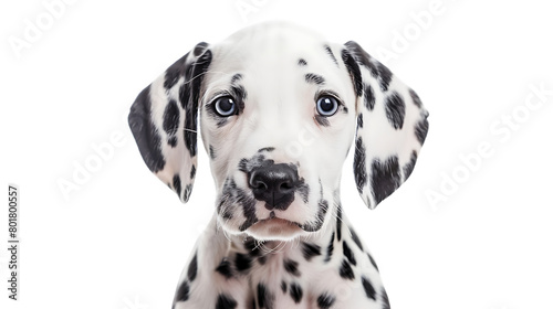 Dalmatian puppy isolated on transparent background © Emma