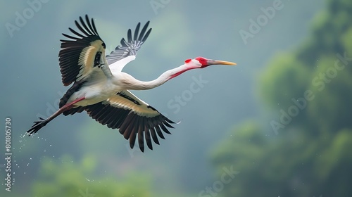 Maguari stork flying with blur background on wildlife photo