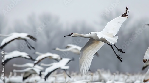 Whooping cranes fly together, migrate somewhere photo