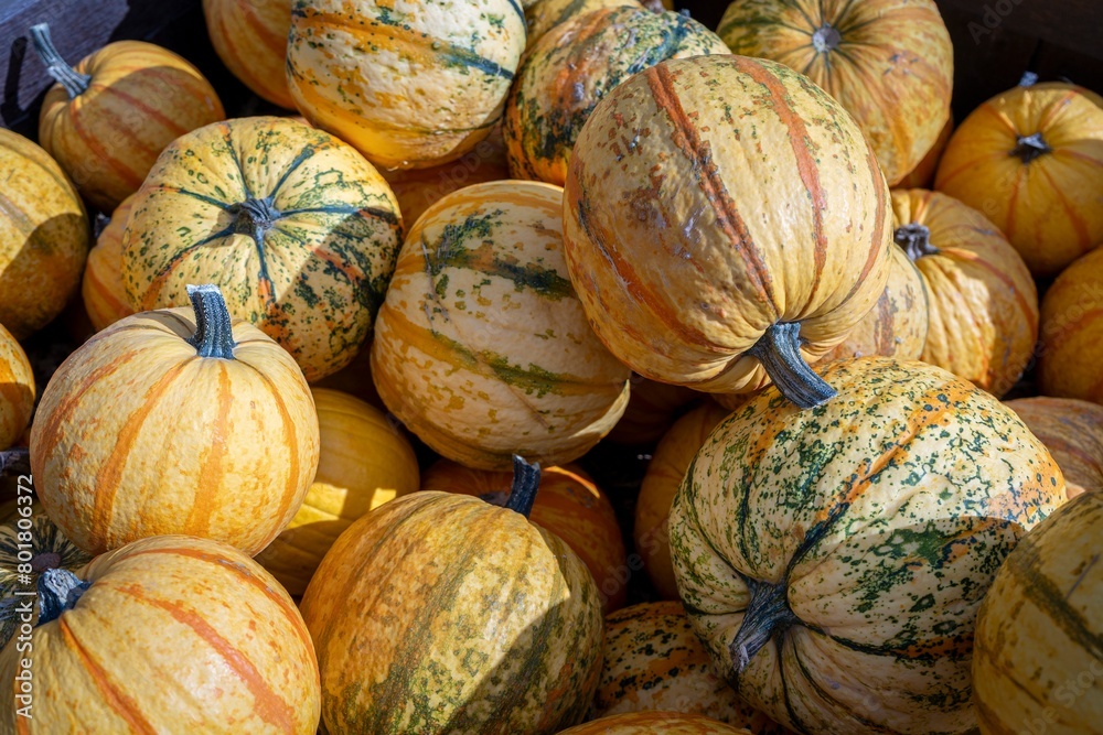 A stack of assorted small orange pumpkins at a fall harvest festival creates a vibrant and rustic scene, evoking the essence of autumn. 