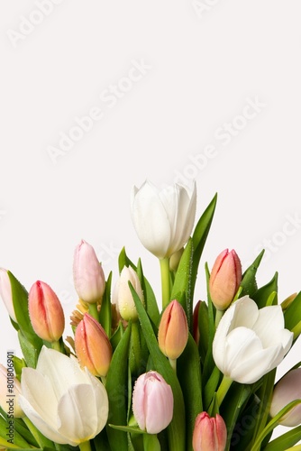 Colorful tulip border  flower background  design space