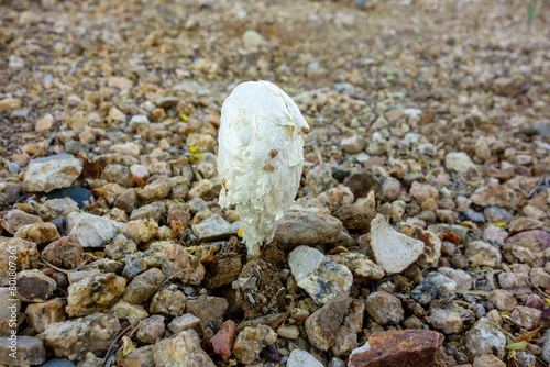 Desert Shaggy Mane Fungus or Podaxi pistillaris mushroom sticking out of rocky desert ground after rain; close up photo