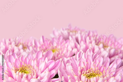 Pink chrysanthemum background  design space