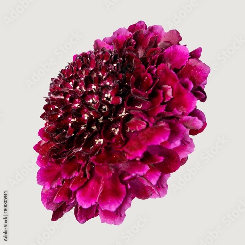 Pink scabiosa sweet cherry scoop flower, closeup shot photo
