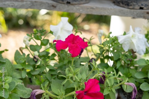 flowers in the garden