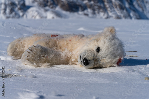 Dead Baby Polar Bear (Cubs)